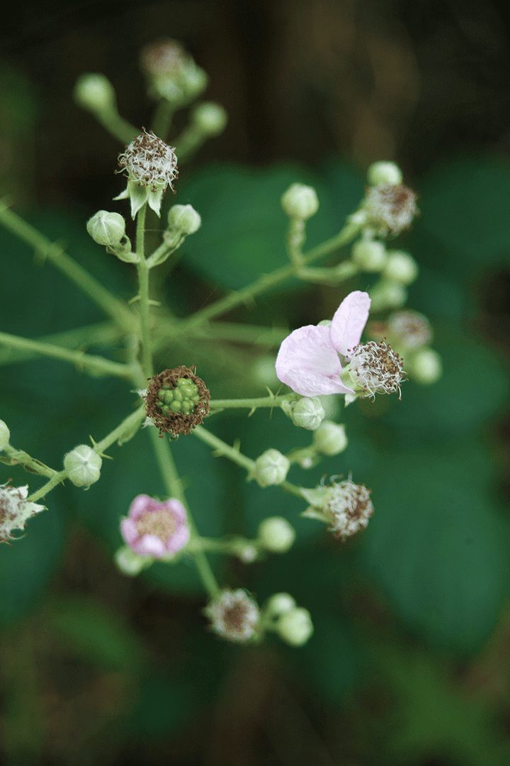 Blackberry & Nectarine Galette_3_Gold&Thyme