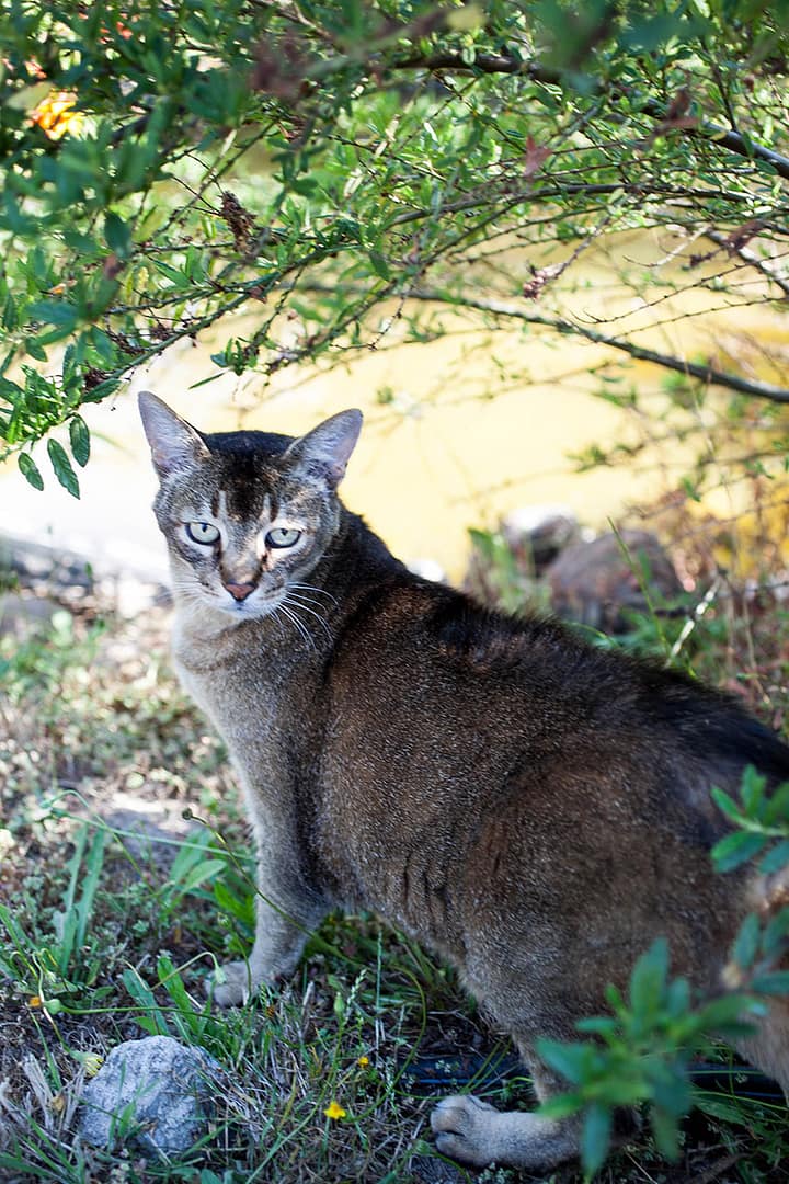 Le Balm_2_Gold&Thyme Le Balm_2_Gold&Thyme