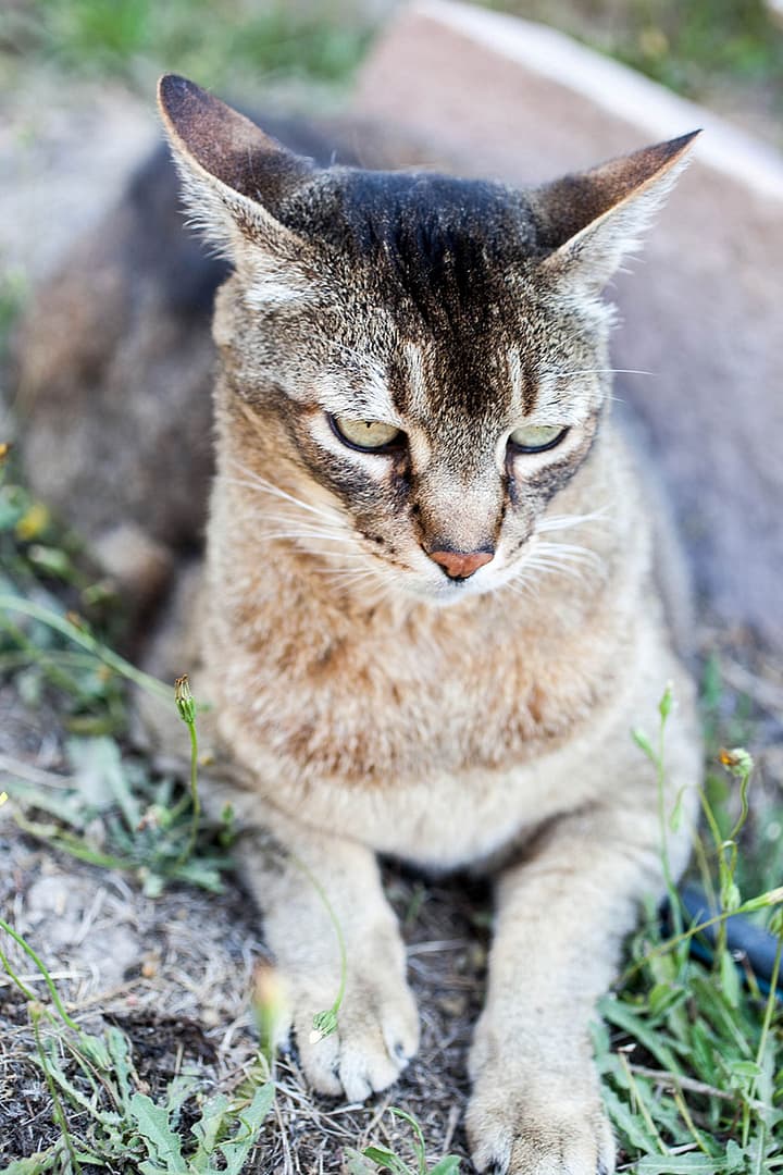 Le Balm_3_Gold&Thyme Le Balm_3_Gold&Thyme