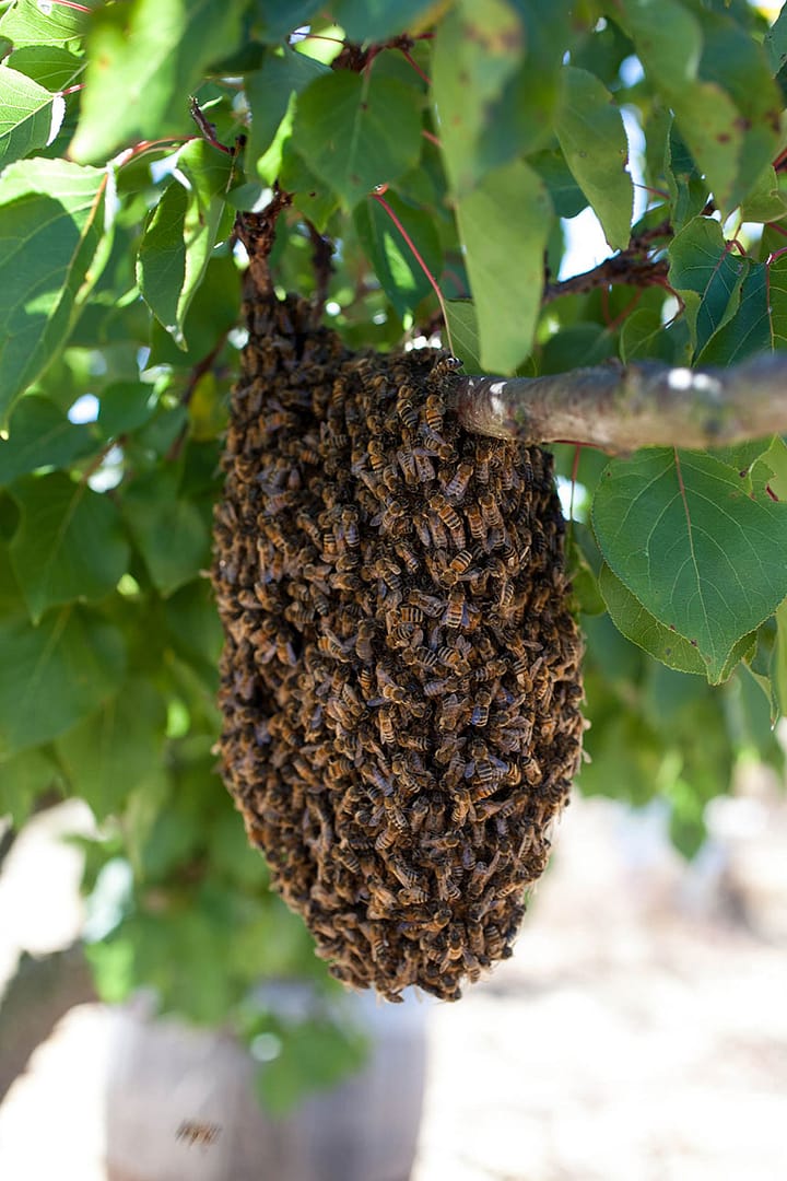 Sustainable Beeswax_3_Gold&Thyme Sustainable Beeswax_3_Gold&Thyme