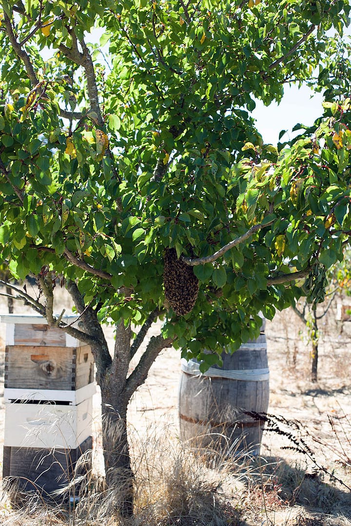 Sustainable Beeswax_9_Gold&Thyme Sustainable Beeswax_9_Gold&Thyme