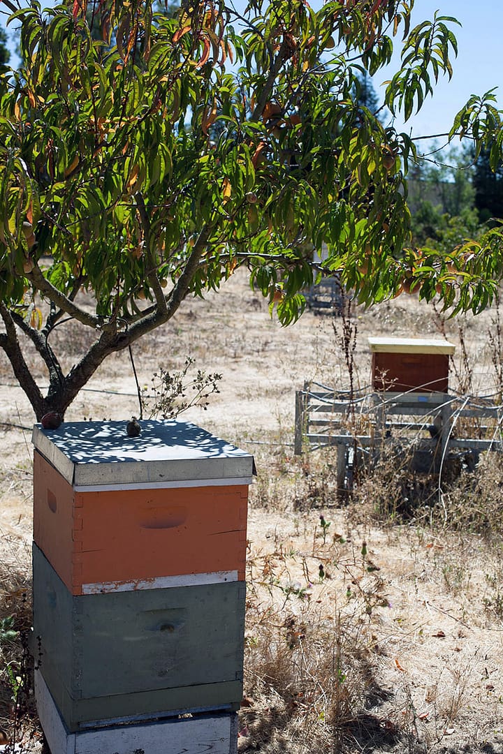 Sustainable Beeswax_11_Gold&Thyme Sustainable Beeswax_11_Gold&Thyme