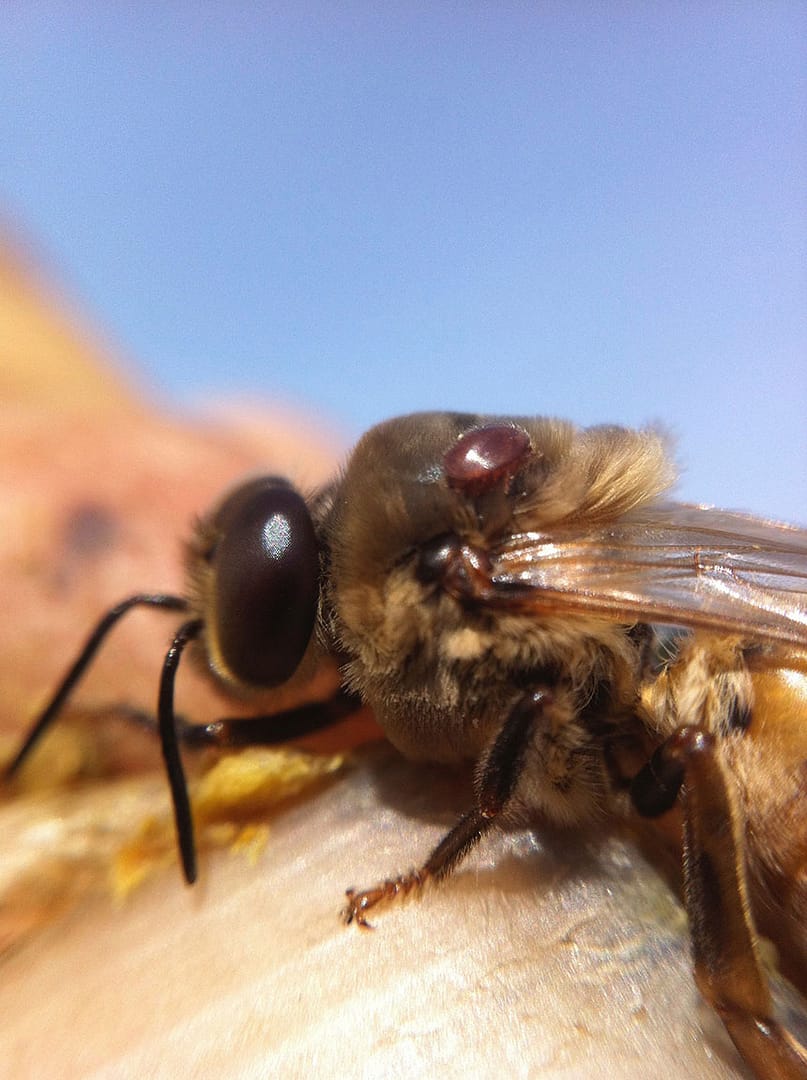 img_9132_Meg Smith img_9132_Meg Smith