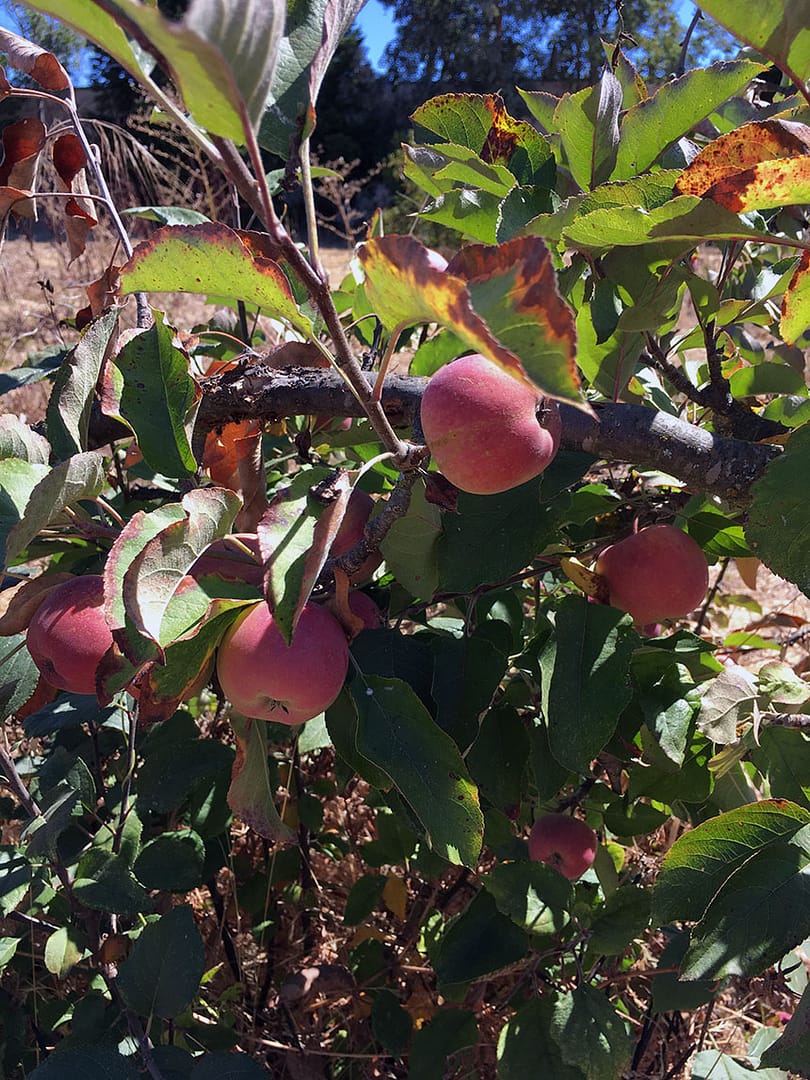 Sustainable Beeswax_14_Gold&Thyme