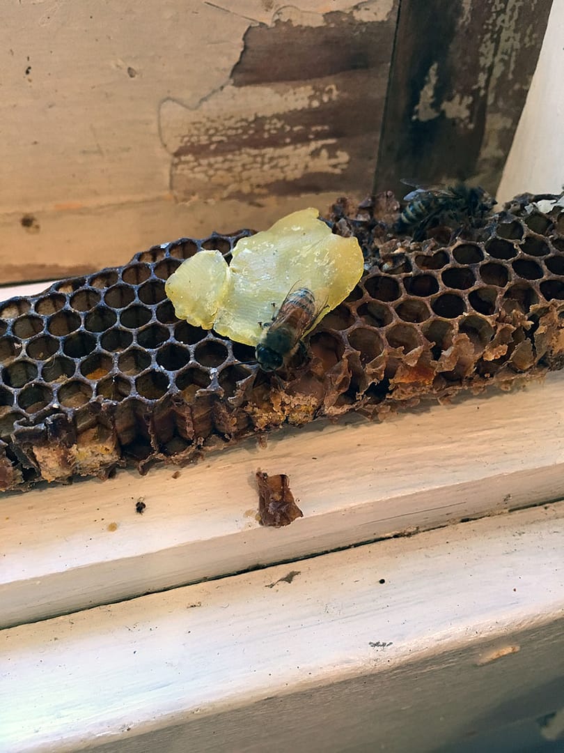 Sustainable Beeswax_17_Gold&Thyme