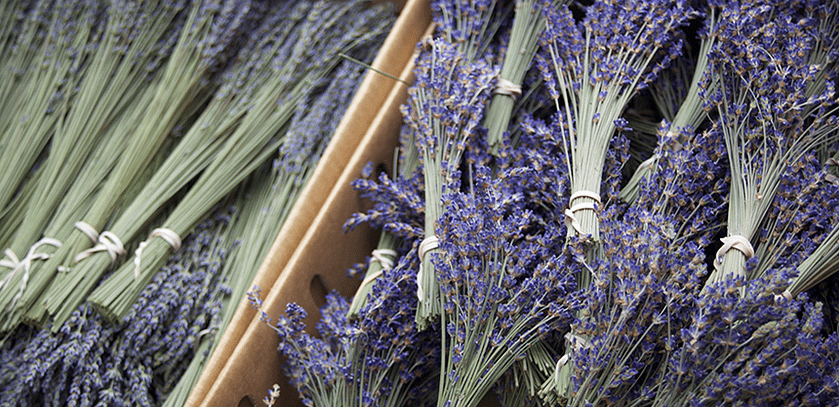 Lavender_1_Gold&Thyme