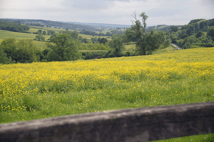 Compote de Pomme et Poire