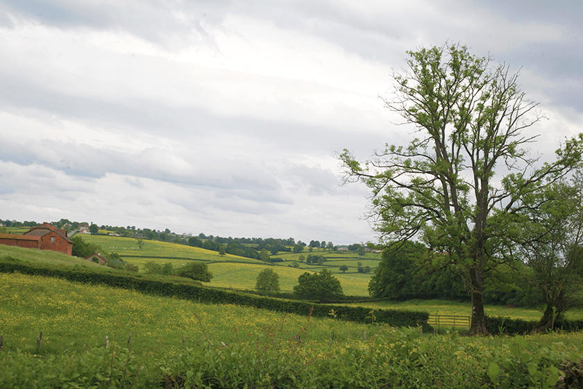 Compote de Pomme et Poire