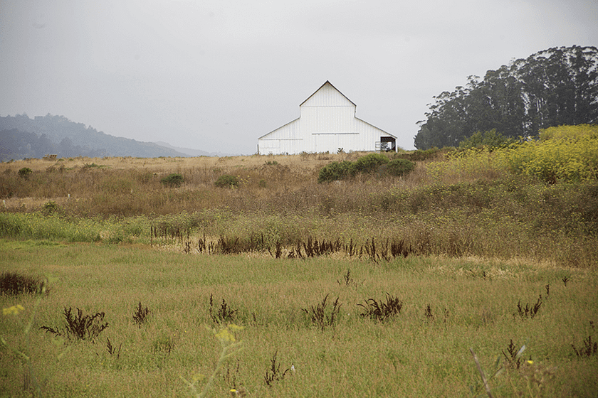 Blackberry & Nectarine Galette_2_Gold&Thyme