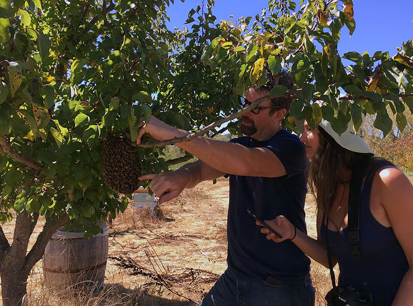 Sustainable Beeswax_19_Gold&Thyme