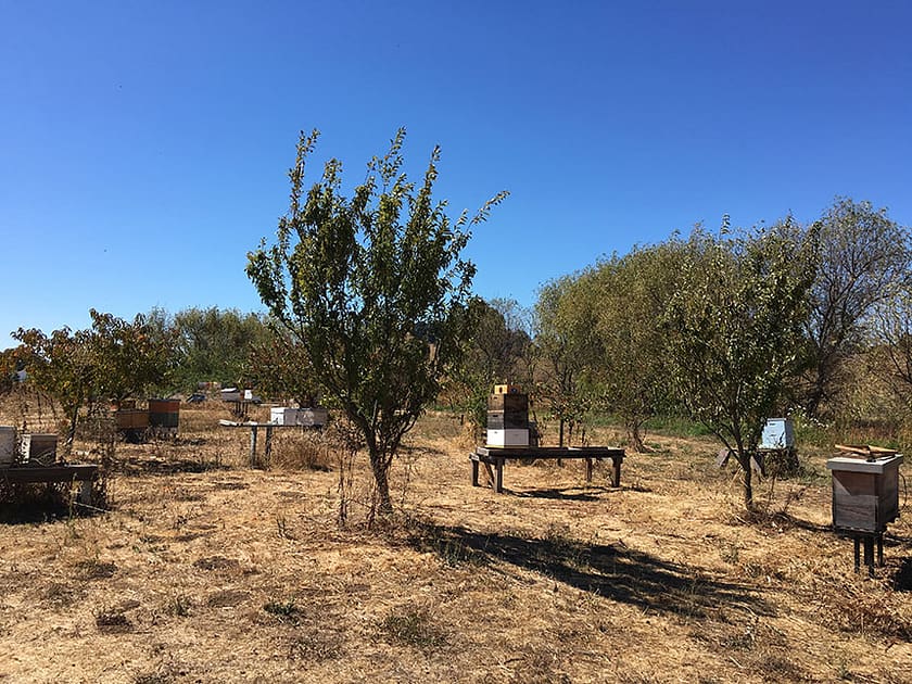 Sustainable Beeswax_12_Gold&Thyme