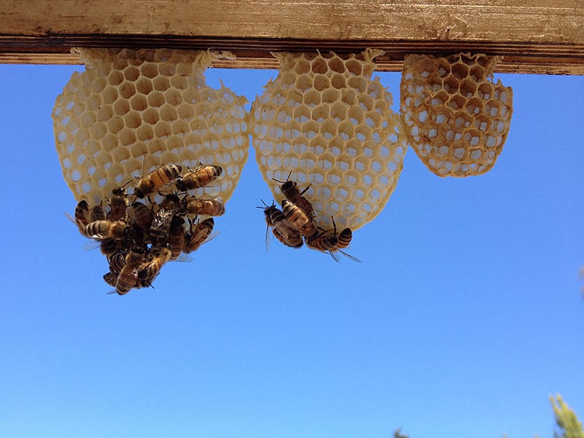 img_8105_Meg Smith img_8105_Meg Smith